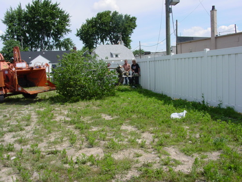 ./Gallery/2011 Bennet Lot Tree Removal/DSC06461.JPG